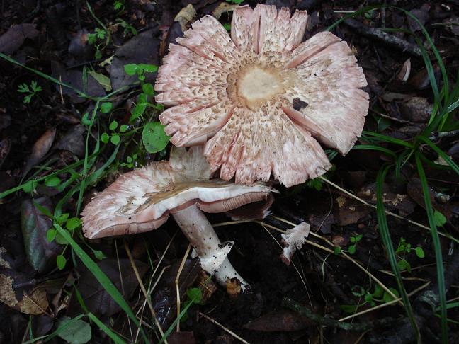 Agaricus moelleri